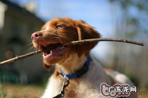 训练狗狗需切记四大要点