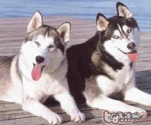 金毛随身训炼的小提示