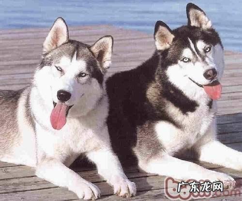 金毛随身训炼的小提示