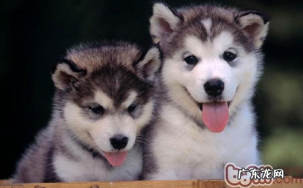 训炼金毛随身的动态口令及流程