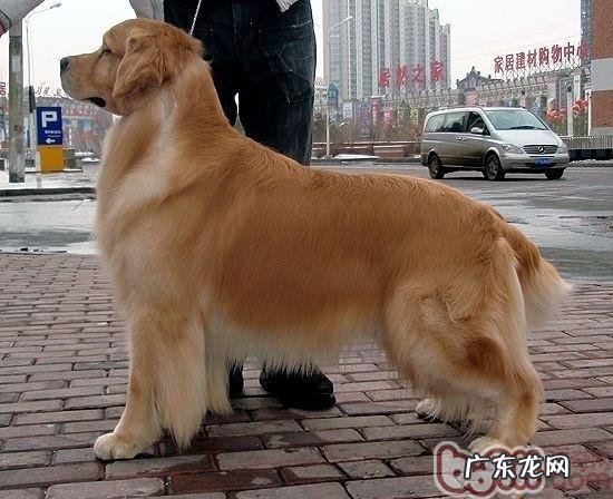 金毛的随身及站立的训炼关键点