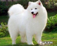 怎样训练小狗不冲着门口的别人乱叫