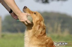 小狗这些个人行为理应立即改正