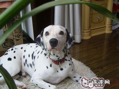 大麦町犬的训炼关键点