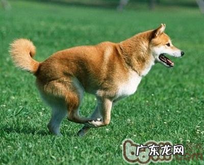 养狗狗不可以惯的三个不良习惯