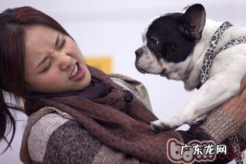 怎样训练小狗文明礼貌的迎来顾客