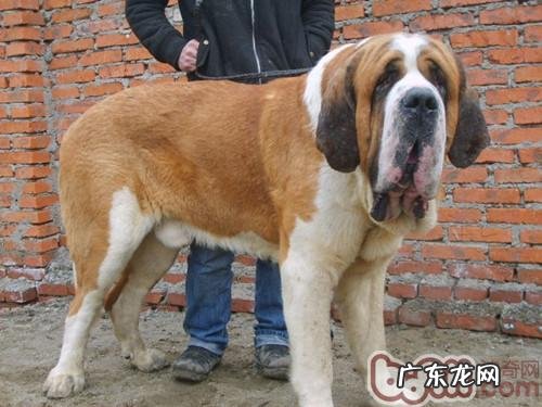 怎样训练小狗锻练勇气