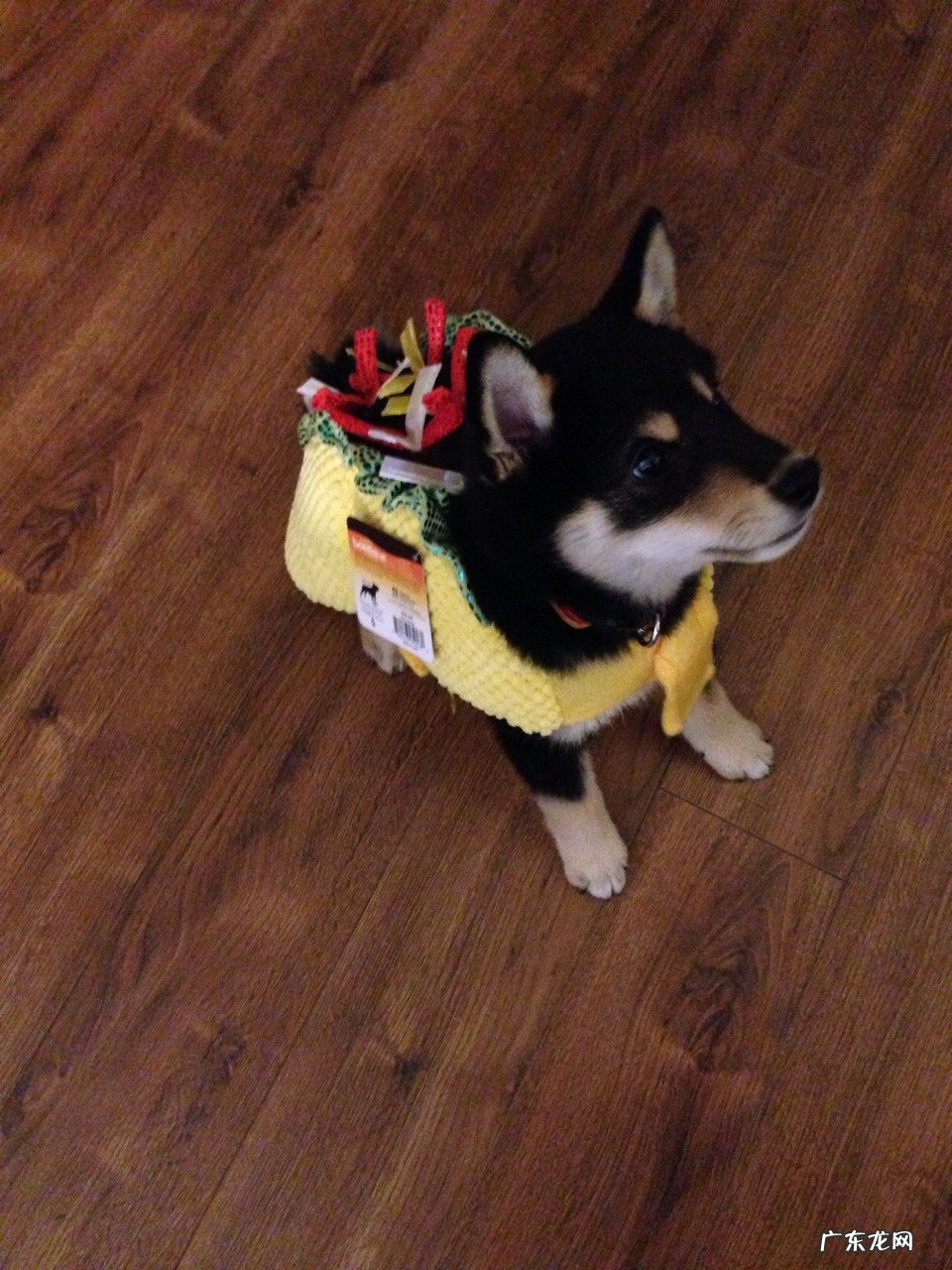 晚餐适合减肥的食物:晚餐吃什么最减肥 10种食物当晚餐最佳