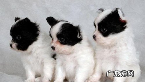 蝴蝶犬喜爱乱佣人该怎么办