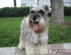 如何塑造雪纳瑞的好性情