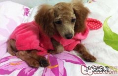 小狗和小孩如何和睦相处