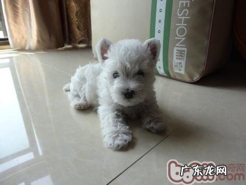 小狗为什么会遗失