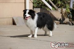 小狗比赛的实际步骤