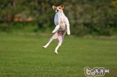 训练小狗接飞盘的方式