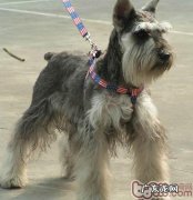 雪纳瑞扑人该怎么改正