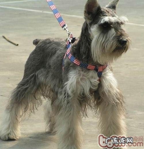 雪纳瑞扑人该怎么改正