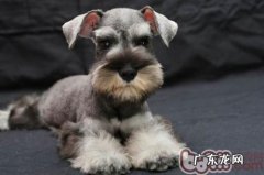 如何训炼雪纳瑞的勇气