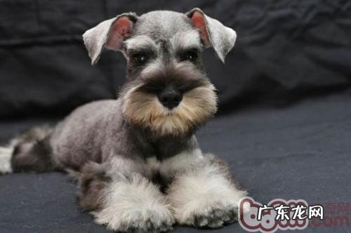 如何训炼雪纳瑞的勇气