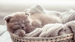 韩国科斯莱斯减肥:这些品牌都是哪个国家的？