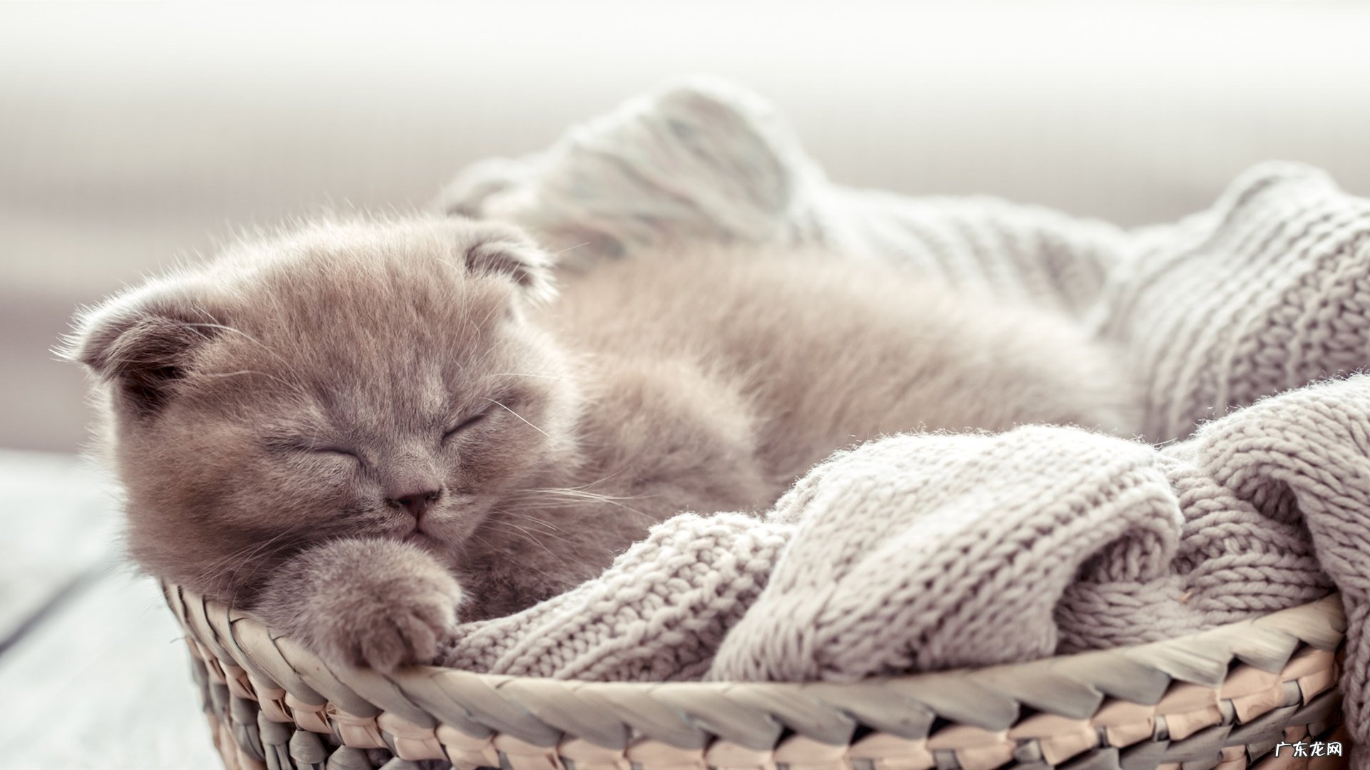 韩国科斯莱斯减肥:这些品牌都是哪个国家的?