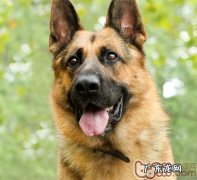 如何改正德牧犬咬人物品的不良习惯