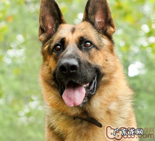 如何改正德牧犬咬人物品的不良习惯