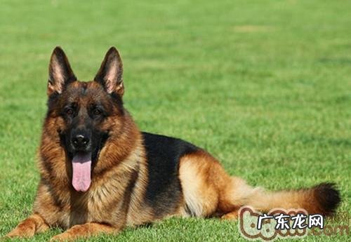 德国牧羊犬的训炼時间及训练法