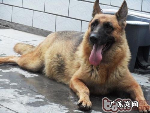 德国牧羊犬的训炼時间及训练法