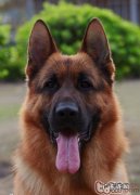 德国牧羊犬的训炼時间及训练法