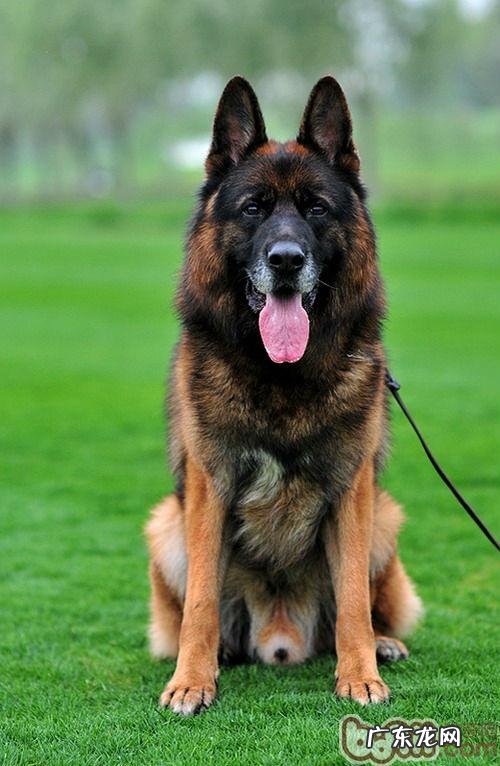 德国牧羊犬的训炼時间及训练法