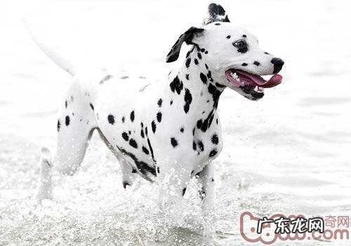 怎样创建小狗心里的主人家影响力