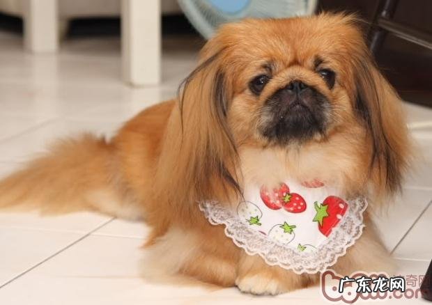 了解小狗的领导者观念