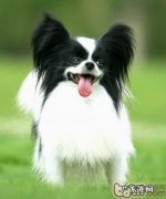 带蝴蝶犬出门散散步的常见问题