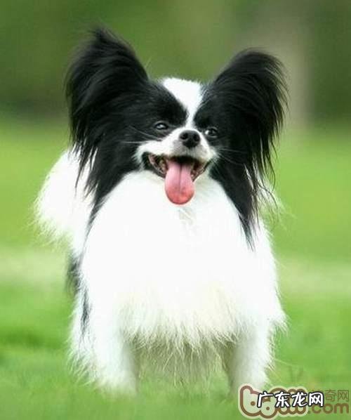 带蝴蝶犬出门散散步的常见问题