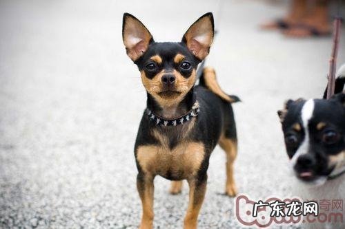 怎样选择非常容易训炼的小狗