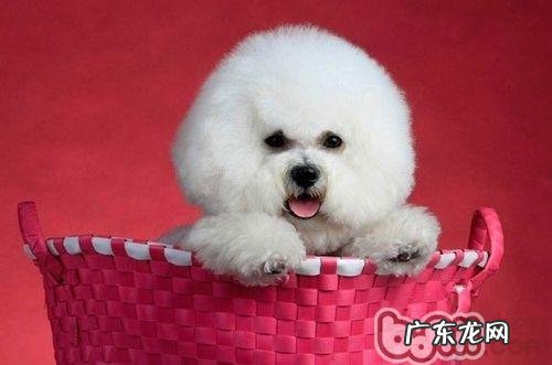 训练比熊犬前的专业知识提前准备