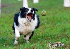 训练狗狗第一步：听从主人家