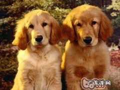 金毛有聪明才智吗