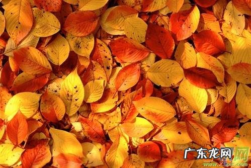 描写秋天的优美句子 【抖音文案】描写秋天的优美句子