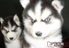 在游戏里面训练小狗的专注力