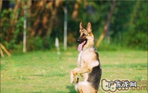 对你说训练小狗的十对十错