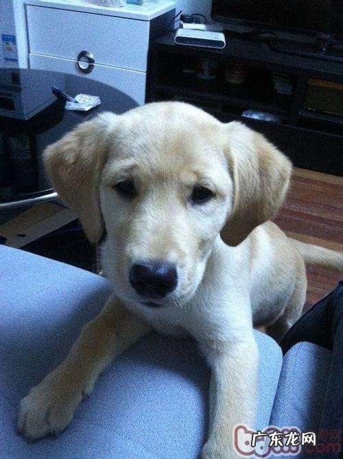 训炼拉布拉多犬送东西有窍门