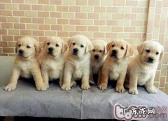 如何协助金毛改正不良习惯