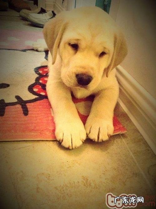 训炼金毛特别注意十大关键点