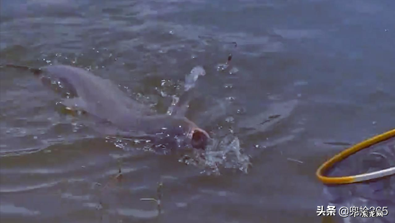 邓刚又来盘渔场了,花260元钓走老板1000元鲢鳙,老板直呼很心痛