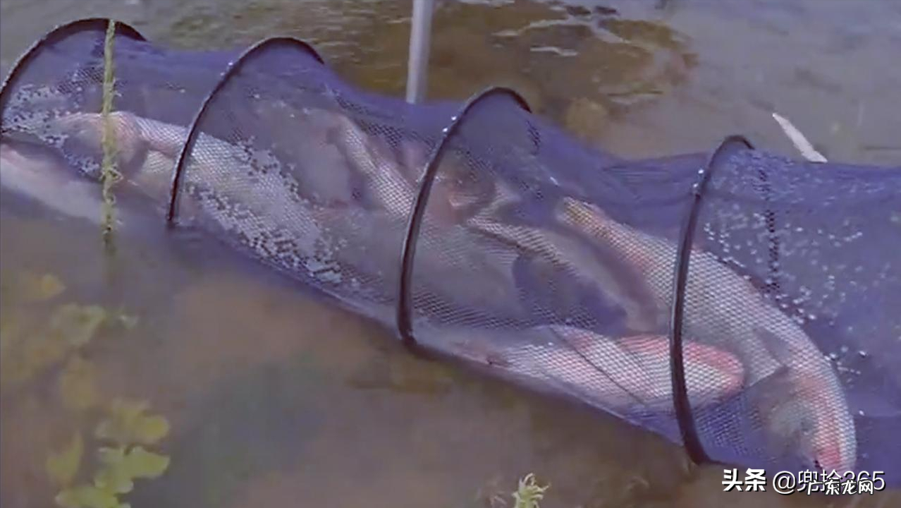 邓刚又来盘渔场了,花260元钓走老板1000元鲢鳙,老板直呼很心痛