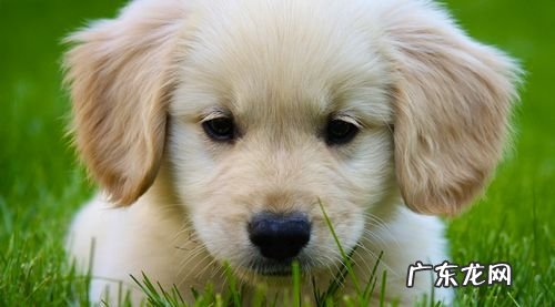 怎样训练金毛挥手