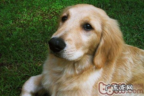 父母要想训炼好金毛狗狗特别注意哪些