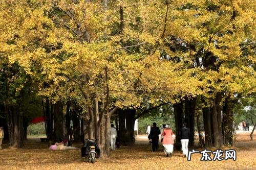 描写银杏树叶的诗句 【抖音文案】银杏树叶黄了的赞美诗句