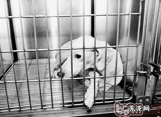 怎样训练小狗进笼不叫个不停